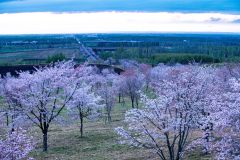 満開で見ごろの中札内村桜六花公園の桜（２日早朝、塚本逸彦さん撮影）