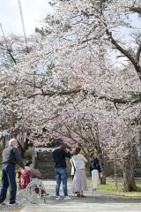 新得神社の境内に咲き誇るサクラの木々