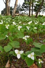 白い花びらを咲かせた広尾シーサイドパーク内のオオバナノエンレイソウ（７日）