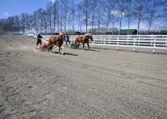 ばんえい牧場十勝に整備された「トレーニングコース」で調教を積む馬たち