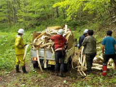 採取した樹皮を積み込む平取町の関係者（十勝総合振興局提供）