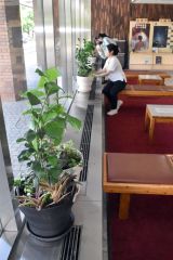 職員の提案で振興局１階ロビーに置かれた観葉植物