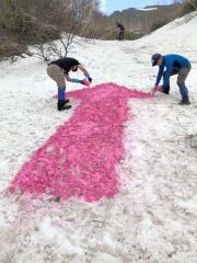 トムラウシ山中腹の雪渓に紅石灰で道しるべを描く参加者ら（新得山岳会提供）