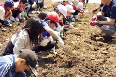 ジャガイモを植え付ける児童たち
