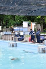 のんびりとプールを泳ぐゴマフアザラシを観察して描いている参加者（午前９時５０分ごろ、おびひろ動物園）