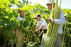 足寄町特産のラワンブキを収穫する参加者たち