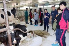 牛舎で牛の飼育を見学する中学生