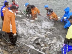 広尾川の河口付近で行われた採卵用サケの捕獲作業（１９日午前８時半）