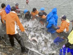 広尾川の河口付近で行われた採卵用サケの捕獲作業（１９日午前８時半）