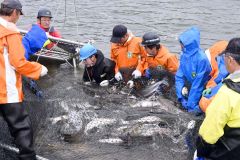 広尾川の河口付近で行われた採卵用サケの捕獲作業（１９日午前７時５０分ごろ）