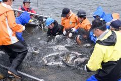 広尾川の河口付近で行われた採卵用サケの捕獲作業（１９日午前７時５０分ごろ）