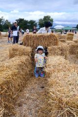 小麦の迷路を楽しむ幼児（１９日午前１０時３５分ごろ、竹中農場の収穫を終えた小麦畑）