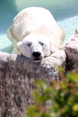 ５日に死んだデナリ。８月末にはプールでじっとしている姿が見られた（８月３０日、札幌市内の円山動物園で。助川かおる通信員撮影）