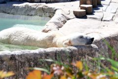 ５日に死んだデナリ。８月末にはプールでじっとしている姿が見られた（８月３０日、札幌市内の円山動物園で。助川かおる通信員撮影）