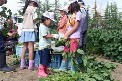 枝から枝豆の収穫に挑戦する児童たち