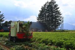 本格化する町内の落花生収穫作業。機械で次々と落花生を掘り起こしていく（２７日、藤井農場）