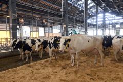 研究室訪問で披露された畜産フィールド科学センターの新牛舎