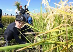 有機栽培した稲を刈り取る児童（須貝拓也撮影）