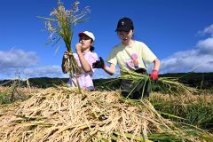 下士幌小児童が有機栽培米を収穫体験、「十勝晴れ」原料など　トカプチ