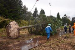 巨大クリスマスツリーに使うため掘り出されたトドマツ（５日午前９時２０分ごろ）