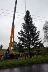 クレーンで吊り上げられる、巨大クリスマスツリー用のトドマツ（５日午前９時１０分ごろ）