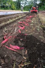 土から掘り起こされたサツマイモ