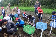 ジャガイモの収穫を体験する士幌小児童

