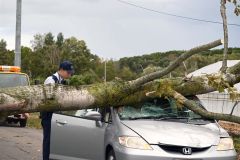 芽室で町道脇の木が倒れて乗用車に衝突　運転の男性軽いけが