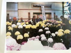 創立５０周年記念菊花展の様子（「創立５０執念記念誌」より、２００２年秋）