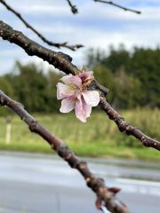 鹿追で季節外れの桜～こぼれ話