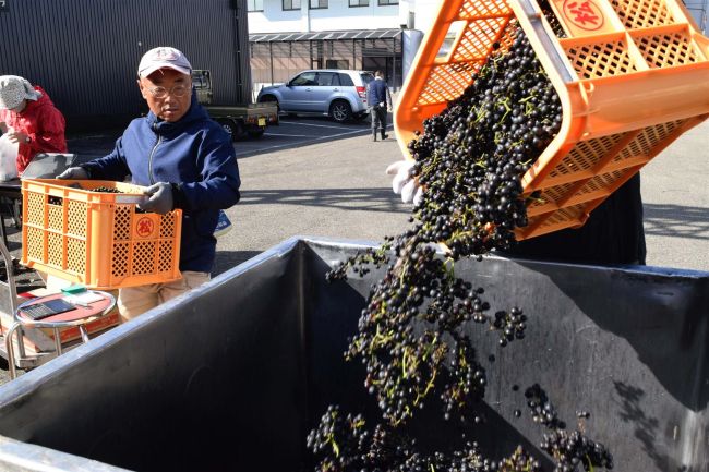 池田のブドウ　今年もワインに　家庭で栽培１４１８キロ受け入れ