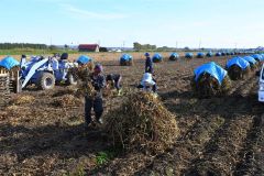 大豆を自然乾燥させる昔ながらの「ニオ積み」が並ぶ畑（１４日、音更町東音更で）