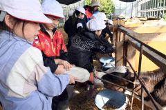 児童らはミルクやり体験をなどを行い、子牛とふれあって理解を深めた