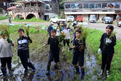 稲の収穫を体験する児童たち