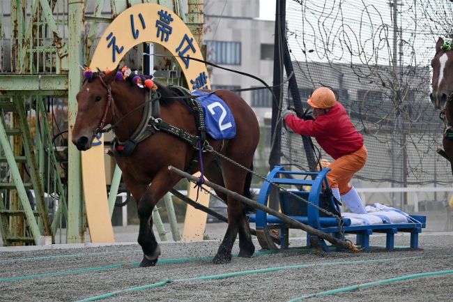 最強１歳ばん馬は十勝選抜のホクセイマリコ　帯広競馬場で全道祭典決勝大会