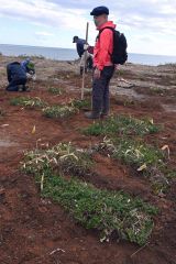 浜大樹の植生回復へガンコウランを移植　十勝自然保護協会 2