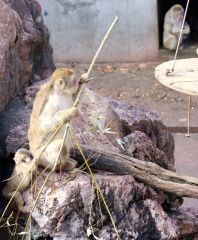 寄贈されたヤナギを食べるおびひろ動物園のニホンザル（２０２１年）
