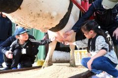 牛の乳搾りを体験する子どもたち（友夢牧場）