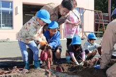 高校生の指導でサツマイモを掘る園児たち