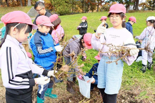 作物収穫し試食　大樹小で食育授業　ＪＡ青年部と女性部が協力