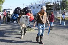 ドサンコが荷物背負って実演　帯広競馬場で見学イベント