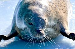 冬仕様で待ってるョ　おびひろ動物園で冬季開園スタート