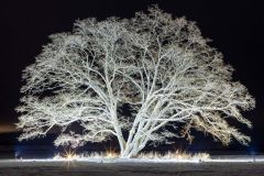 幻想的なハルニレに寒さ忘れうっとり　豊頃のシンボル今年もライトアップ