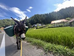 アブに見舞われロバすねた　日本縦断ロバの旅（１０）