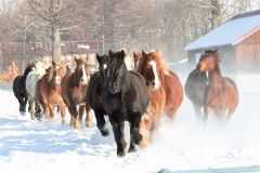 雪煙を上げて疾走する妊娠馬たち（１５日午前９時５０分ごろ、音更町の家畜改良センター十勝牧場で。平栗玲香通信員撮影）