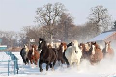 雪煙を上げて疾走する妊娠馬たち（１５日午前９時４０分ごろ、音更町の家畜改良センター十勝牧場で。平栗玲香通信員撮影）