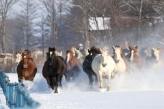 雪煙を上げて疾走する妊娠馬たち（１５日午前９時４０分ごろ、音更町の家畜改良センター十勝牧場で。平栗玲香通信員撮影）