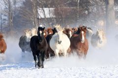 雪煙を上げて疾走する妊娠馬たち（１５日午前９時４０分ごろ、音更町の家畜改良センター十勝牧場で。平栗玲香通信員撮影）