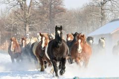 雪煙を上げて疾走する妊娠馬たち（１５日午前９時４０分ごろ、音更町の家畜改良センター十勝牧場で。平栗玲香通信員撮影）