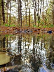 森の風景・生き物部門準グランプリ「水たまりに映えるもう一つの景色」（本間輝さん）